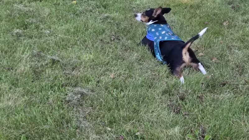 Best Friends Dog Park - Oshkosh, WI