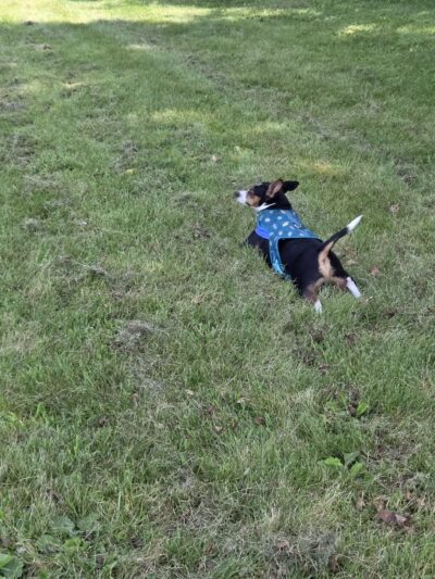 Best Friends Dog Park - Oshkosh, WI