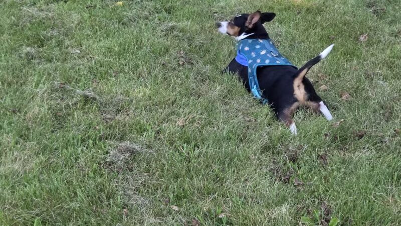 Best Friends Dog Park - Oshkosh, WI