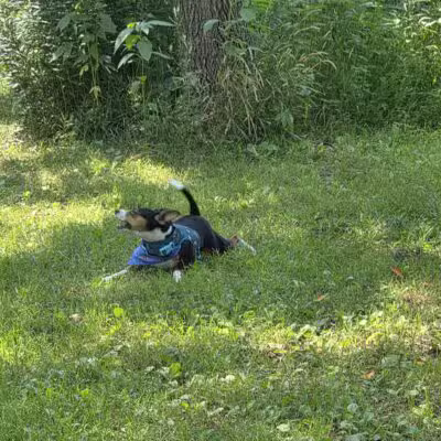 Best Friends Dog Park - Oshkosh, WI