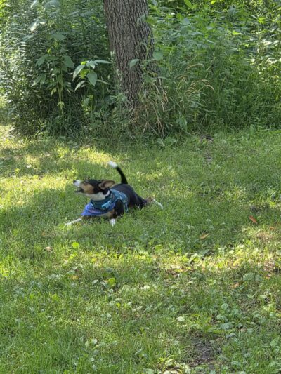 Best Friends Dog Park - Oshkosh, WI