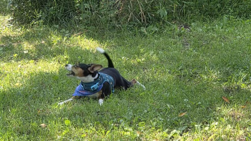 Best Friends Dog Park - Oshkosh, WI