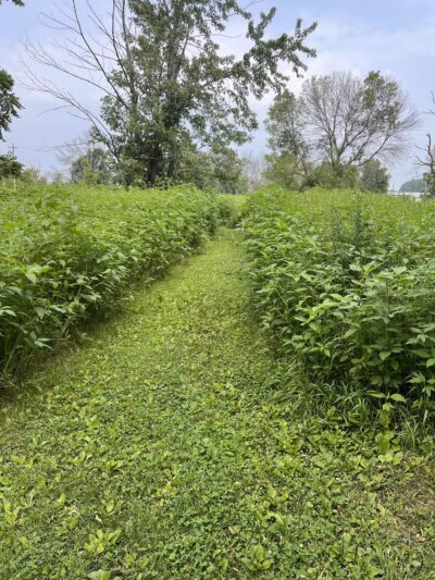 Best Friends Dog Park - Oshkosh, WI