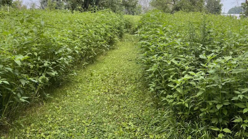Best Friends Dog Park - Oshkosh, WI