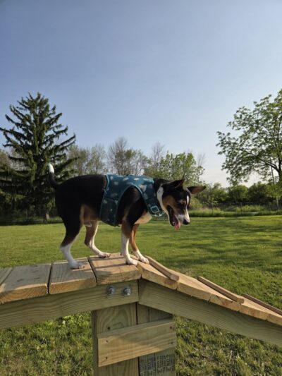 Best Friends Dog Park - Oshkosh, WI