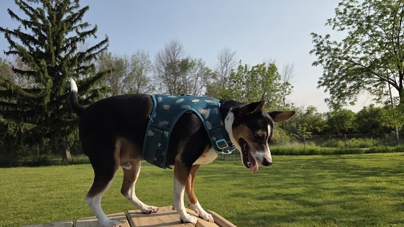 Best Friends Dog Park - Oshkosh, WI