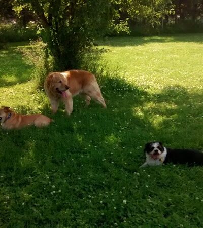 Best Friends Dog Park - Oshkosh, WI