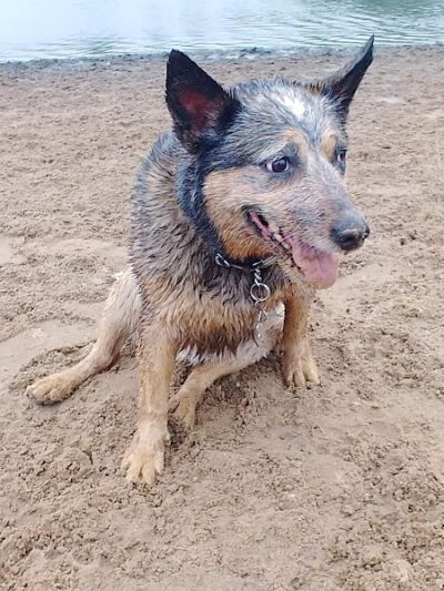 Best Friends Dog Park - Oshkosh, WI