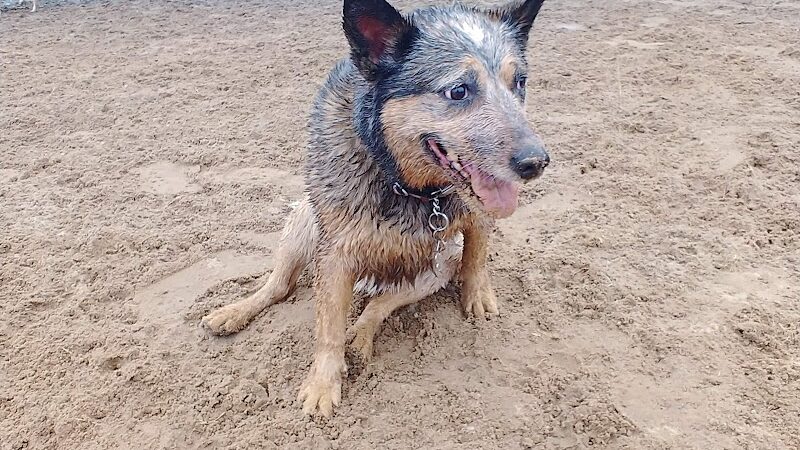 Best Friends Dog Park - Oshkosh, WI