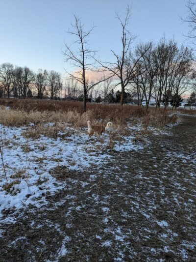 Best Friends Dog Park - Oshkosh, WI