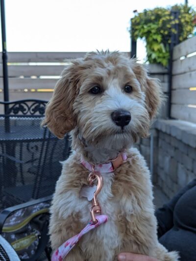 Best Friends Dog Park - Oshkosh, WI