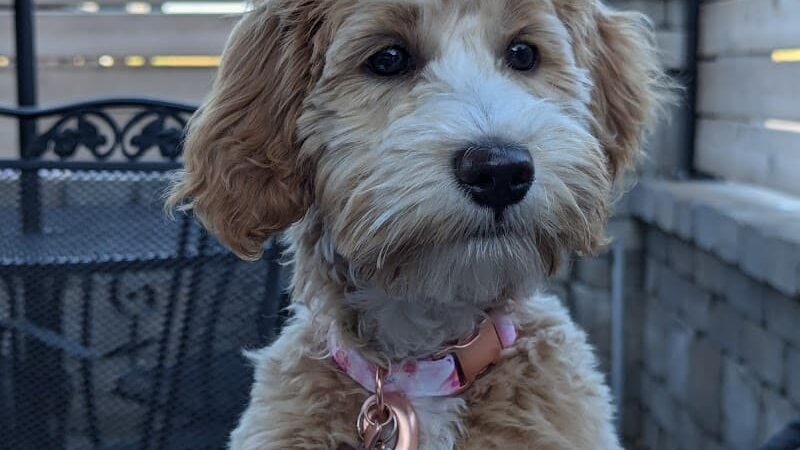 Best Friends Dog Park - Oshkosh, WI