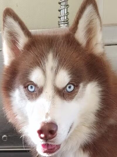 Greater Hillsdale Humane Society - Osseo,