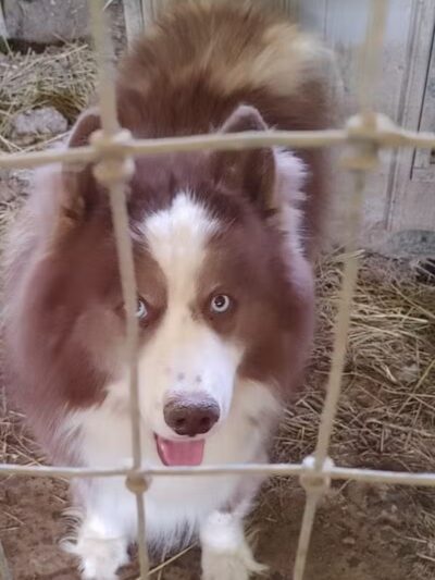 Greater Hillsdale Humane Society - Osseo,