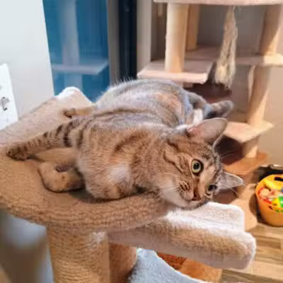 Greater Hillsdale Humane Society - Osseo,