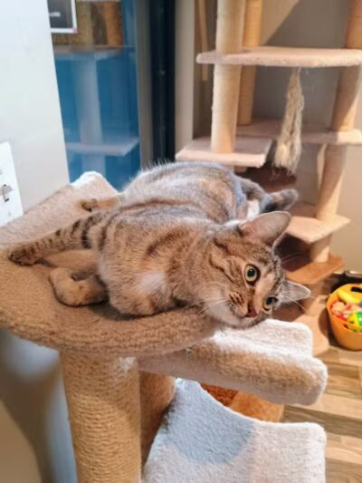 Greater Hillsdale Humane Society - Osseo,