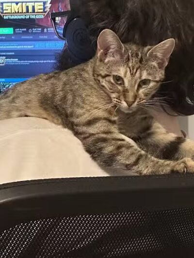 Greater Hillsdale Humane Society - Osseo,