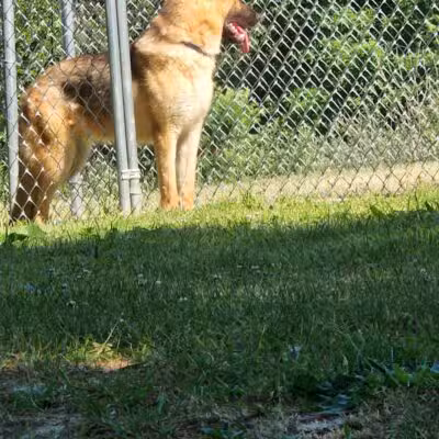 Greater Hillsdale Humane Society - Osseo,