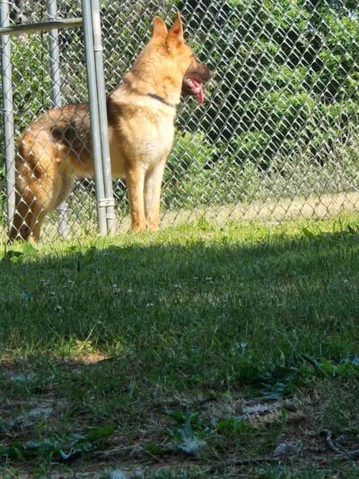 Greater Hillsdale Humane Society - Osseo,