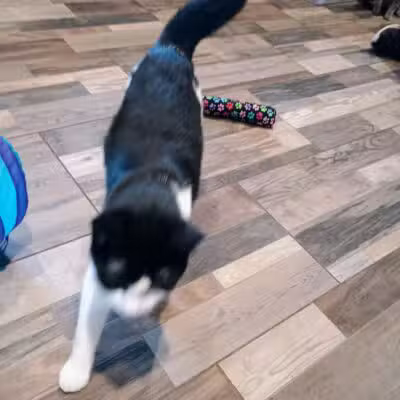 Greater Hillsdale Humane Society - Osseo,