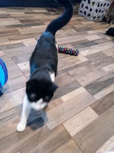 Greater Hillsdale Humane Society - Osseo,