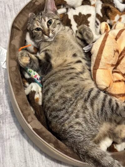 Greater Hillsdale Humane Society - Osseo,