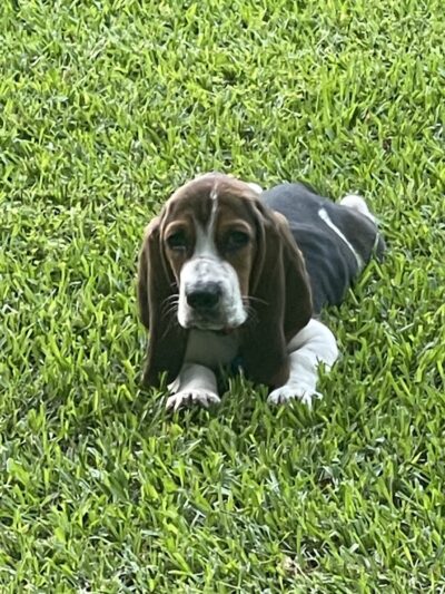 Osyka Veterans Park - Osyka, MS