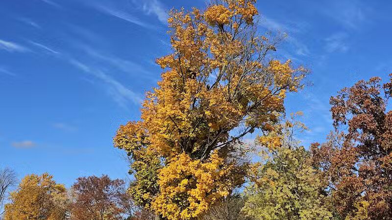 Memorial Park - Otsego,