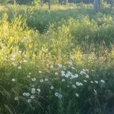 Whiteford Township Community Park - Ottawa Lake,
