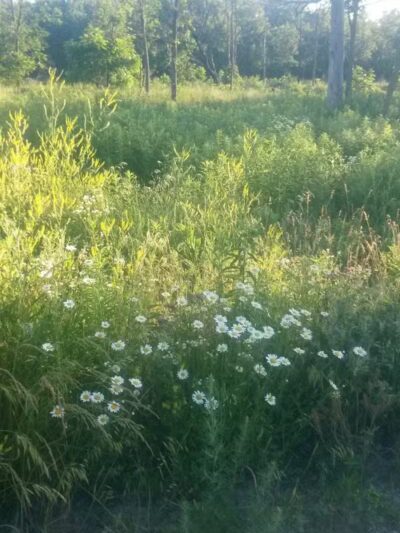 Whiteford Township Community Park - Ottawa Lake,
