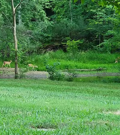 Harmon Patridge Park - Owosso, MI
