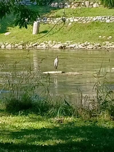 Harmon Patridge Park - Owosso, MI