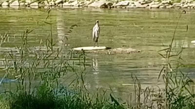 Harmon Patridge Park - Owosso, MI