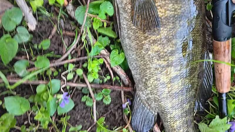 Kiwanis Park - Owosso, MI