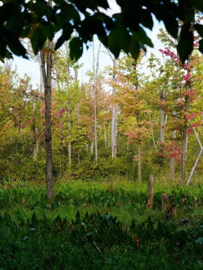 Owosso Bark Park - Owosso, MI