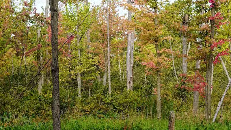 Owosso Bark Park - Owosso, MI