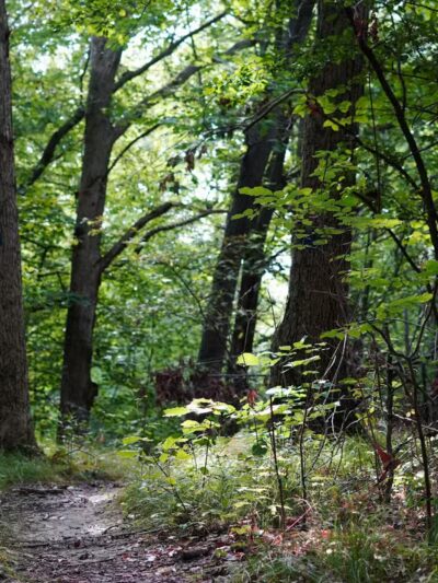 Owosso Bark Park - Owosso, MI