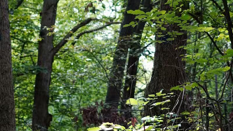 Owosso Bark Park - Owosso, MI