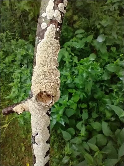 F.W. Kent Park - Oxford, IA