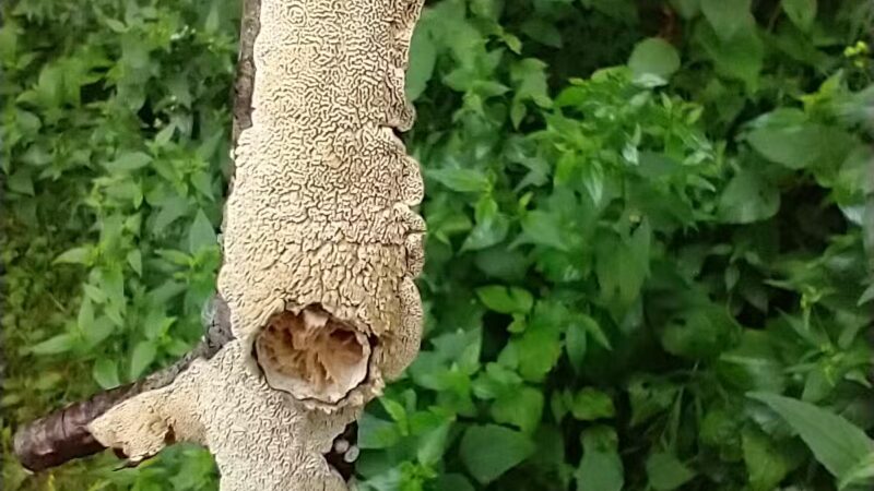 F.W. Kent Park - Oxford, IA