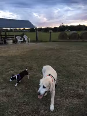 Doggie Doo Run Run - Oxford, FL