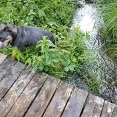 Oakwood Lake Township Park - Oxford, MI