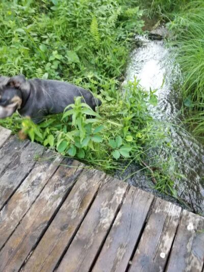 Oakwood Lake Township Park - Oxford, MI