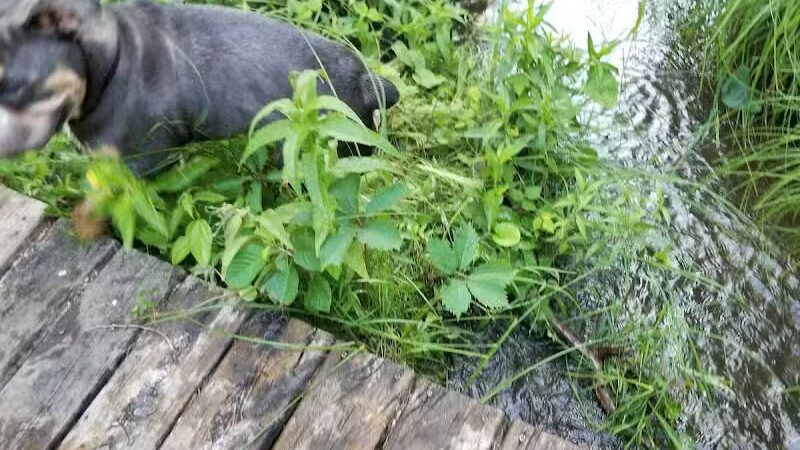 Oakwood Lake Township Park - Oxford, MI