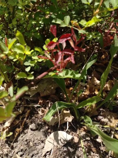 Oakwood Lake Township Park - Oxford, MI