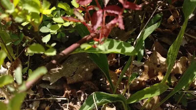 Oakwood Lake Township Park - Oxford, MI