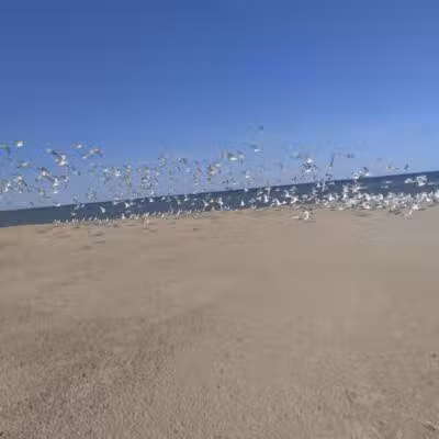 Powell Lake Township Park - Oxford, MI