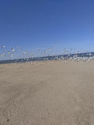 Powell Lake Township Park - Oxford, MI