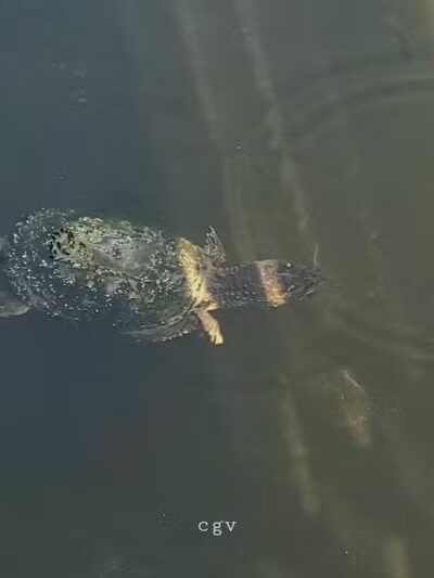 Powell Lake Township Park - Oxford, MI