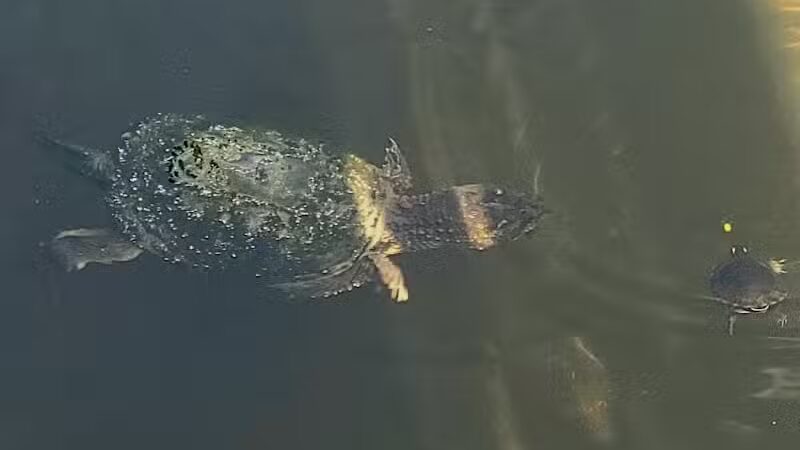 Powell Lake Township Park - Oxford, MI